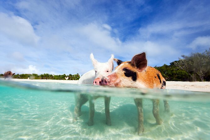 Nas: 3 islands Tour ,snorkel, Turtles, pigs and lunch - A fast boat to three Bahamian stops
