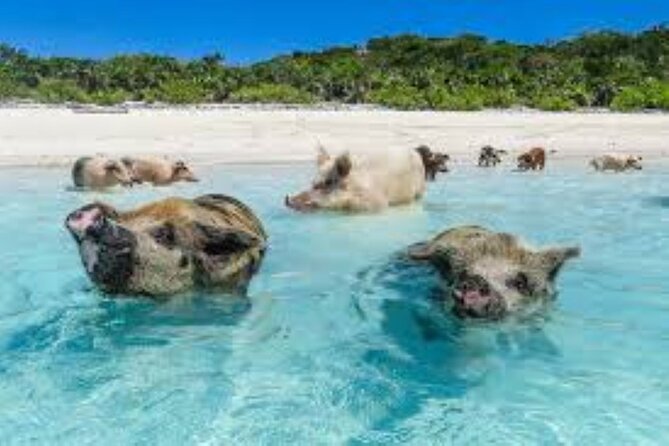Nas: 3 islands Tour ,snorkel, Turtles, pigs and lunch - What the boat ride is really like