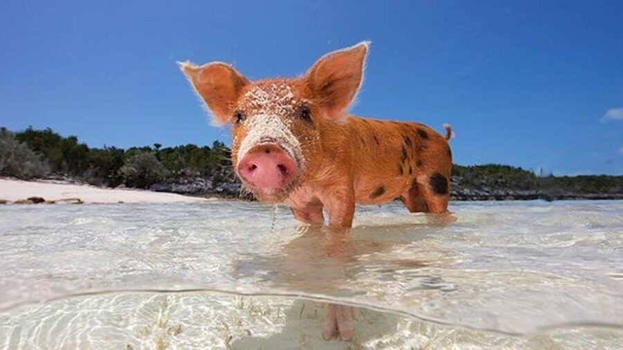 Nassau: 3-Island Snorkel Tour with Pigs, Beach Club, & Lunch - Who will enjoy this tour most