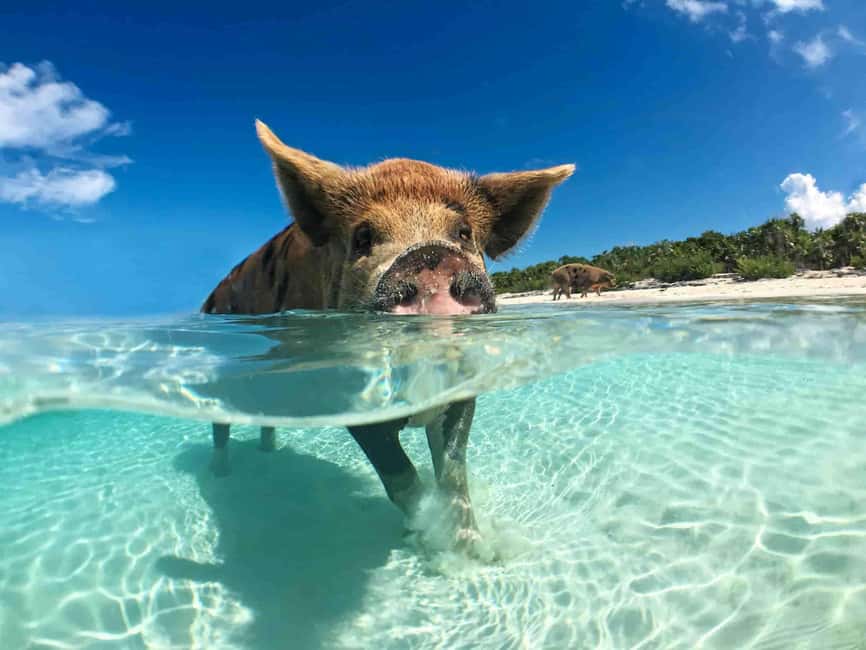 Nassau: 3-Island Snorkel Tour with Pigs, Beach Club, & Lunch - The Atlantis Tunnel is a scenic bonus