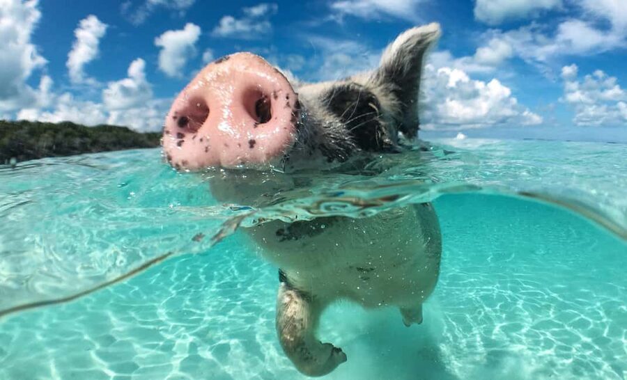 Nassau: 3-Island Snorkel Tour with Pigs, Beach Club, & Lunch - Green Cay brings the best snorkeling