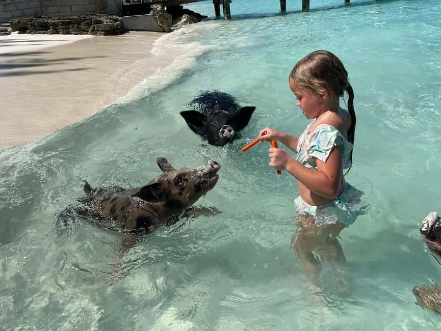 Nassau: 3 Islands Boat w/ Swimming Pigs, Snorkeling & Turtle - Key points to know before you book