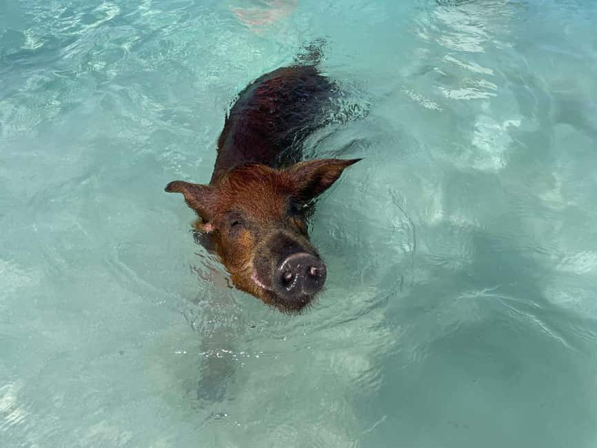 Nassau: 3 Islands Boat w/ Swimming Pigs, Snorkeling & Turtle - The practical booking decision