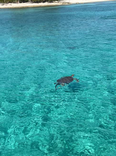 Nassau: 3 Islands Boat w/ Swimming Pigs, Snorkeling & Turtle - Why the pigs are only part of the appeal