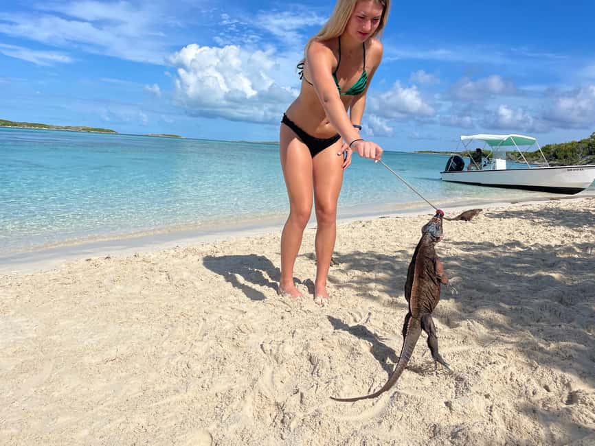 Nassau: 3 Islands Boat w/ Swimming Pigs, Snorkeling & Turtle - Green Cay and the search for sea turtles