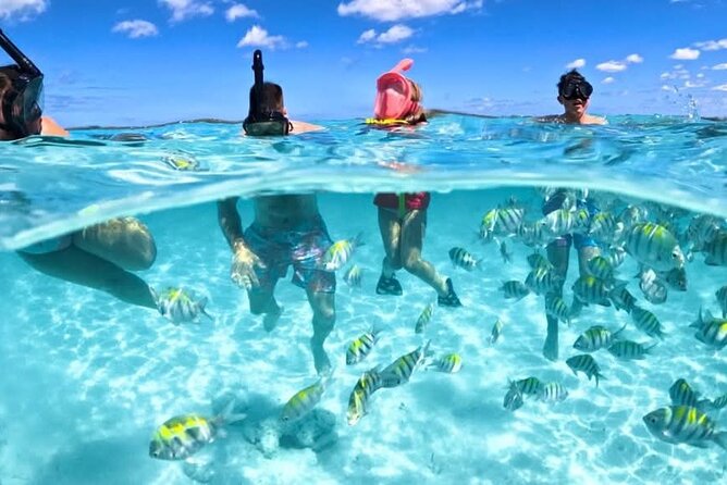 Nassau: 3 islands Pigs,Turtles,Snorkel & Beach Club with lunch - Key points to know before booking