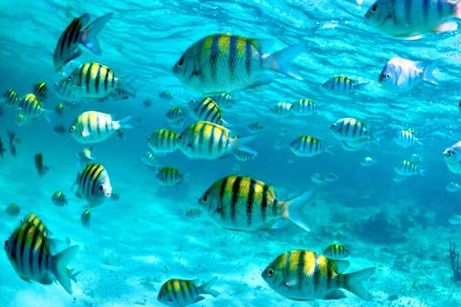 Nassau: 3 islands Pigs,Turtles,Snorkel & Beach Club with lunch - A four-hour sampler of Nassau’s outer islands