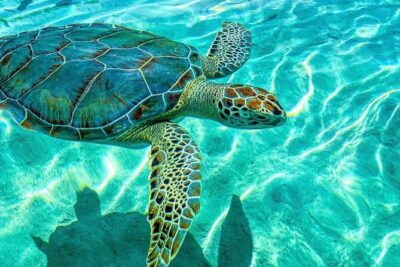 3 islands Pigs,Turtles,Snorkel & Beach Club with lunch