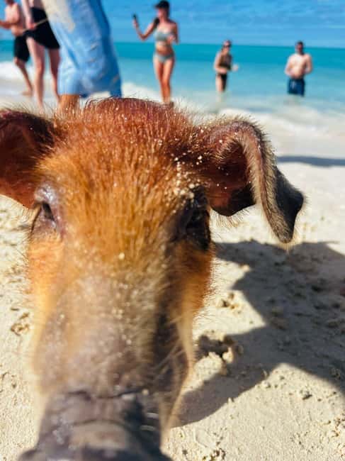 Nassau: 3 Islands Tour, Snorkel, Pig Beach, Turtles & Lunch - Rose Island brings lunch, beach time, and pigs