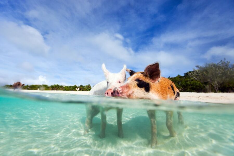 Nassau: 3 Islands Tour, Snorkel, Pig Beach, Turtles & Lunch - Who will enjoy this tour most
