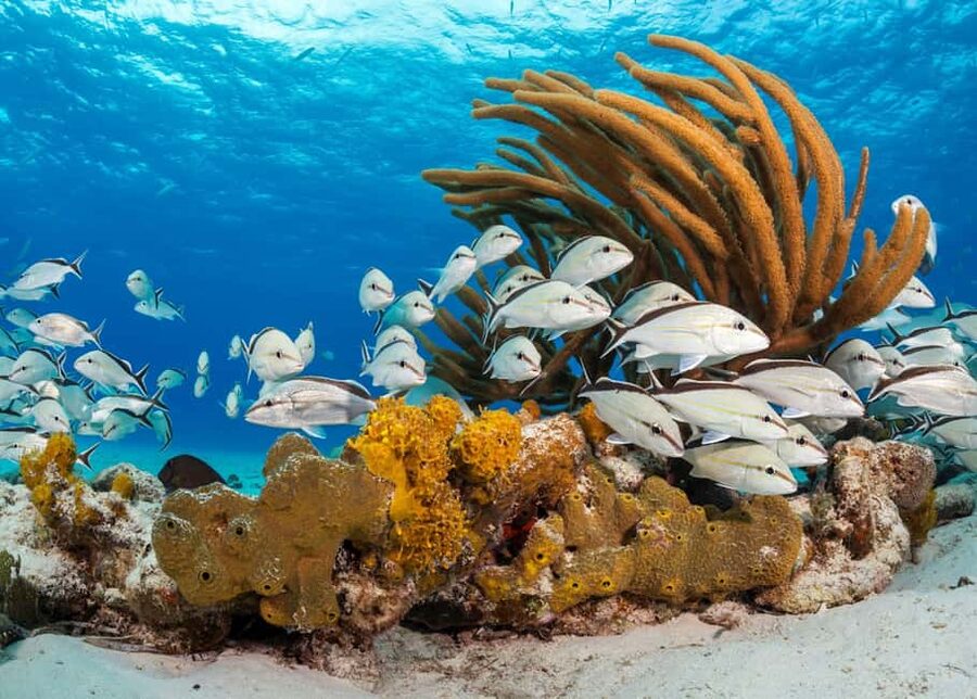 Nassau: 3 Islands Tour, Snorkel, Pig Beach, Turtles & Lunch - Should you book the Nassau three-island tour?