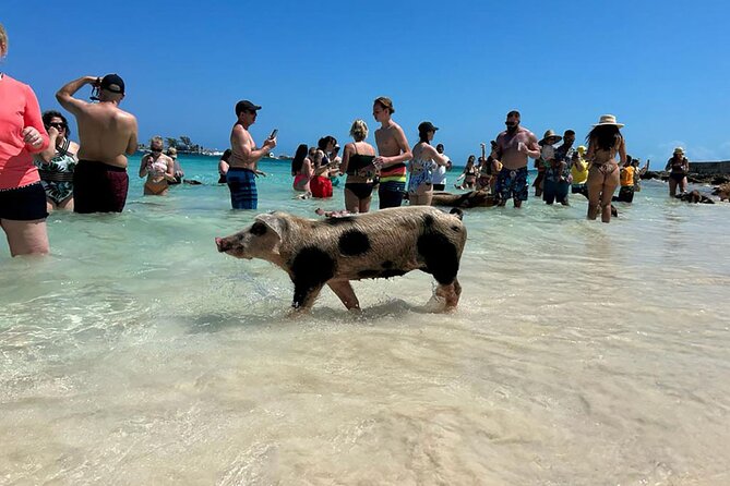 Nassau 3-stops: Snorkeling, Swimming Pigs, Turtles & Lunch - Setting out from Montagu Beach at 9:30 a.m.