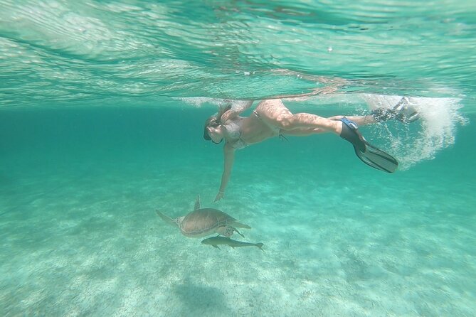 Nassau 3-stops: Snorkeling, Swimming Pigs, Turtles & Lunch - Who will get the most from this trip