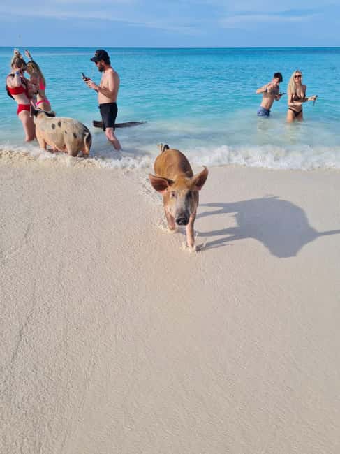 Nassau ATV & Swimming Pigs Tour - Forts, staircases, and Nassau’s story