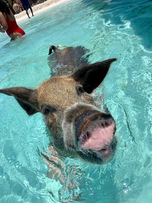 Nassau: Discover Exuma Island Hopping and Swimming Pigs Tour - Compass Cay and the Nurse Sharks