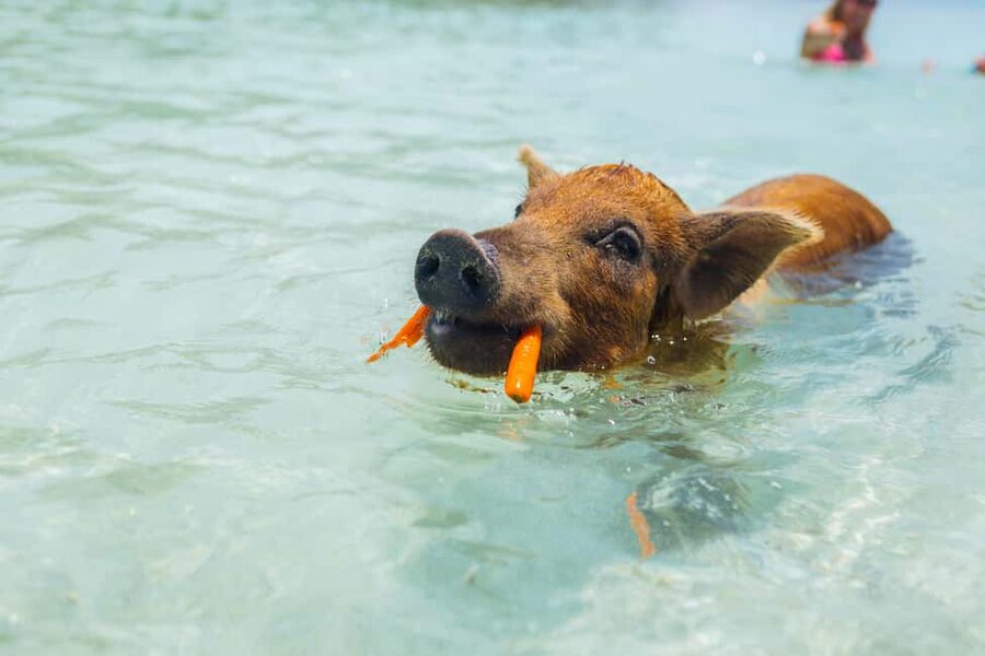 Nassau: Exuma Powerboat Day Trip - Meeting the swimming pigs