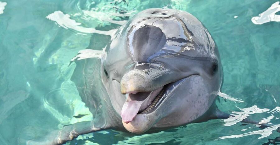 Nassau: Half-Day Guided Cay Cruise, Sea Life Watch & Snorkel - Key points at a glance