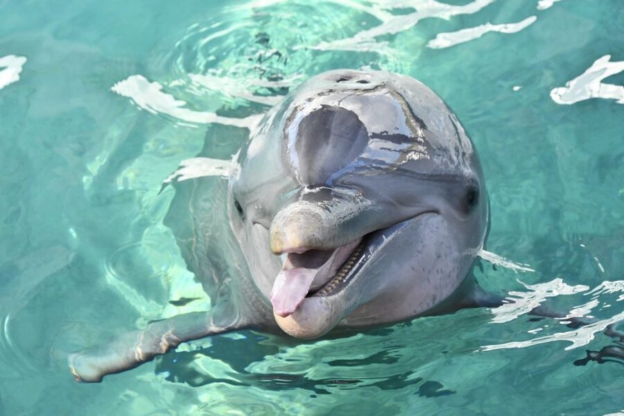 Nassau: Half-Day Guided Cay Cruise, Sea Life Watch & Snorkel - From Nassau harbor to four outlying cays