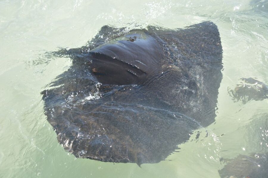 Nassau: Half-Day Guided Cay Cruise, Sea Life Watch & Snorkel - Pearl Island and the swimming pigs