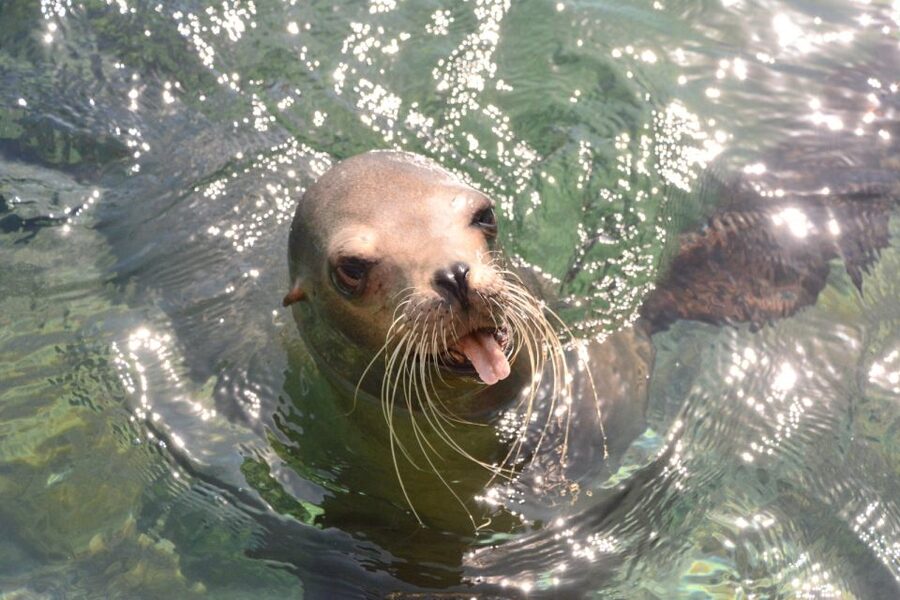 Nassau: Half-Day Guided Cay Cruise, Sea Life Watch & Snorkel - Athol Island snorkeling in clear water