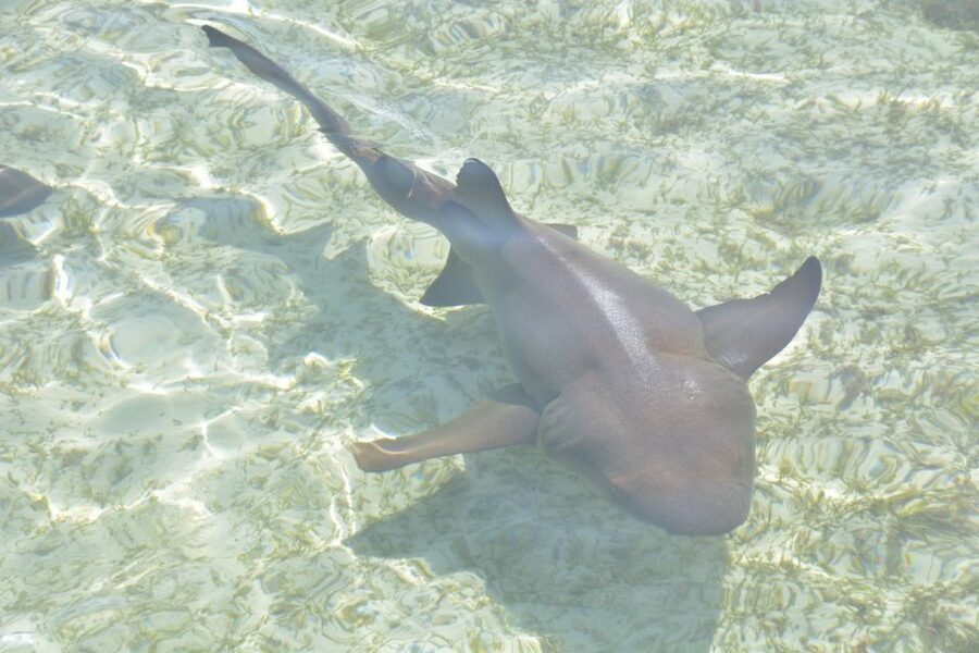 Nassau: Half-Day Guided Cay Cruise, Sea Life Watch & Snorkel - Who should book this Nassau boat trip?