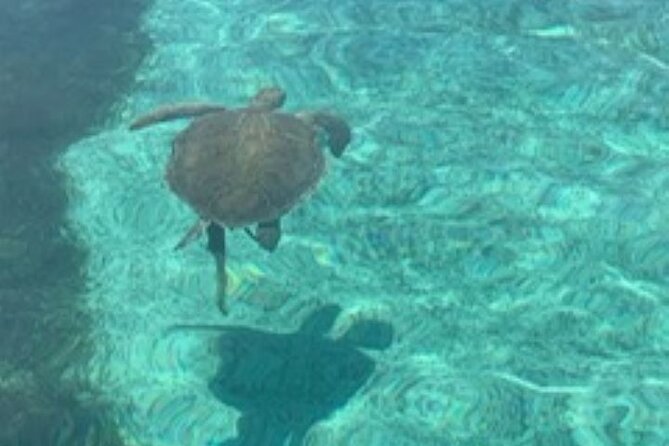 Nassau: Half Day Reef Snorkeling, Turtles & Swimming Pigs - Sea turtles add a wildlife moment