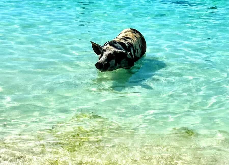 Nassau: Island Hopping Boat Trip with Lunch & Drinks - Gilligan’s Island and changing sea conditions