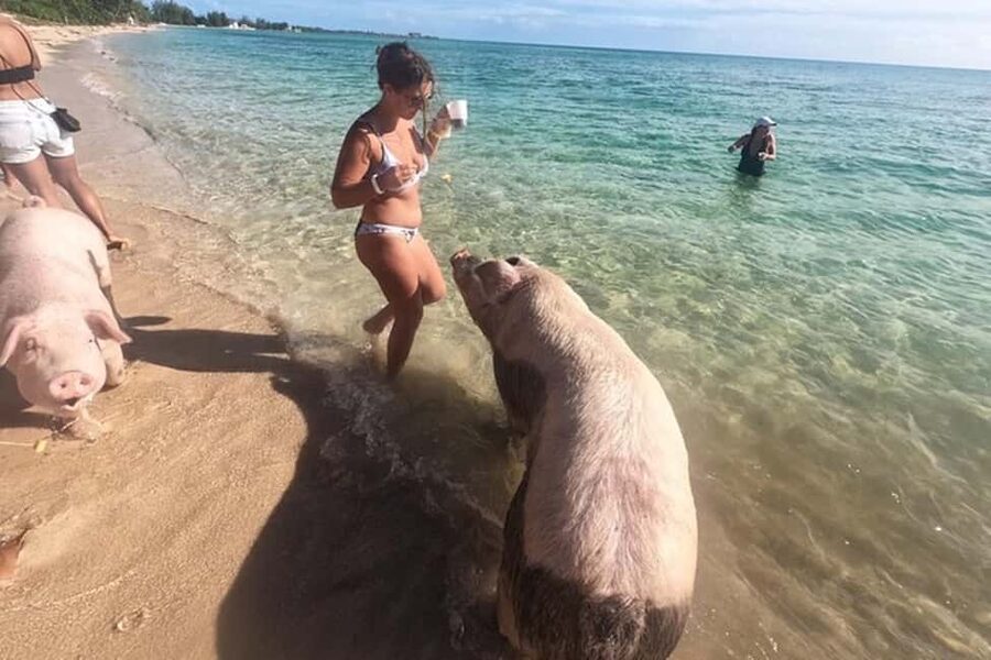 Nassau: Island Hopping Boat Trip with Lunch & Drinks - Montague Beach and the conch stop