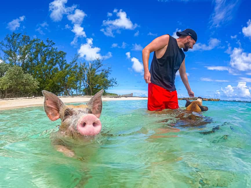 Nassau: Pigs Beach Trip by Boat with Swimming and Feeding - What the $79 Pig Beach trip really includes