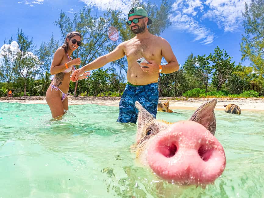 Nassau: Pigs Beach Trip by Boat with Swimming and Feeding - What the 40-minute pig stop feels like