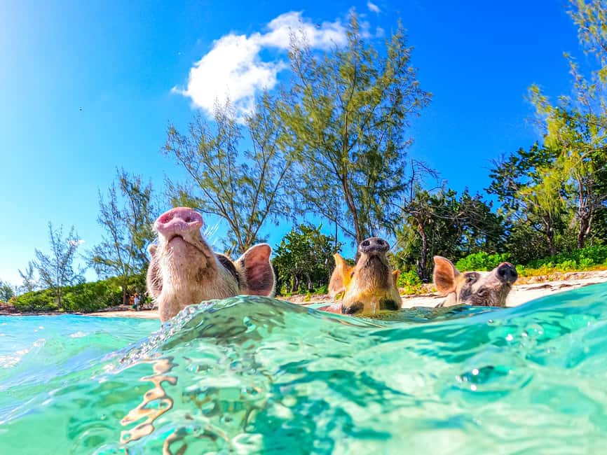 Nassau: Pigs Beach Trip by Boat with Swimming and Feeding - Timing can be the real weak spot