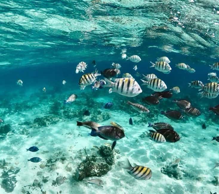 Nassau: Pigs, Snorkel, Turtles, Lunch, Private Beach Club - Feeding the pigs without rushing the animals