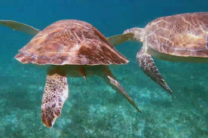 Nassau: Private Island & Snorkeling, Turtles, Drinks, & BBQ - Pigs, snacks, and changes to the schedule