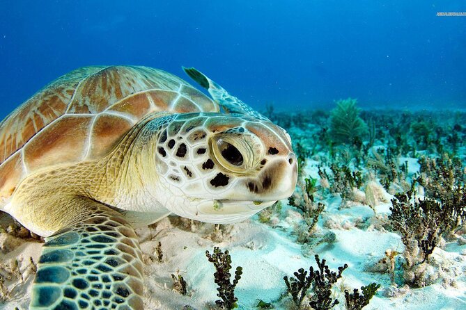 Nassau: Private Island & Snorkeling, Turtles, Drinks, & BBQ - Pearl Island reef snorkeling for 25 to 35 minutes