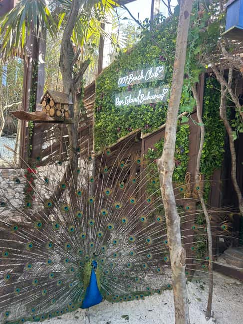 Nassau: Reef Snorkeling, Turtles, Lunch & Private Beach Club - Who will enjoy this most