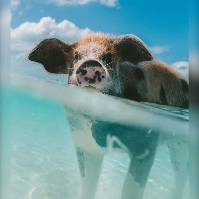 Nassau: Rose 3-Island Tour with Snorkeling and Lunch - Lunch, drinks, and what is really included