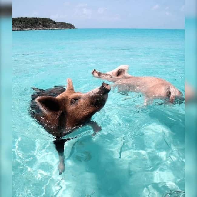 Nassau: Rose 3-Island Tour with Snorkeling and Lunch - Meeting the swimming pigs at Athol Island