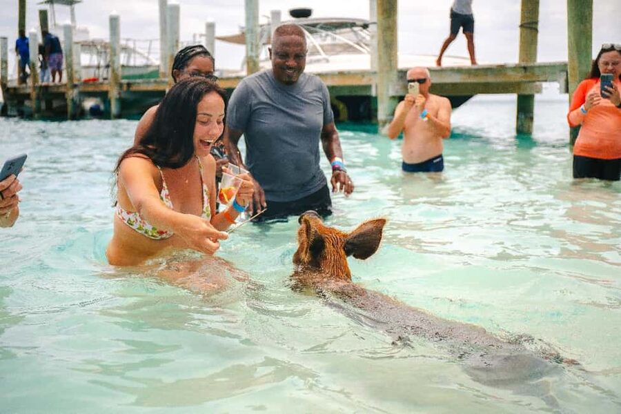 Nassau: Rose Island's Sand Dollar Beach Resort - Feeding the swimming pigs
