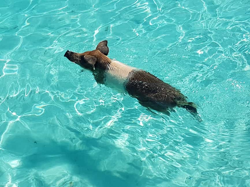 Nassau: Rose Island Swimming Pigs & Turtles Snorkeling Tour - Quick takeaways