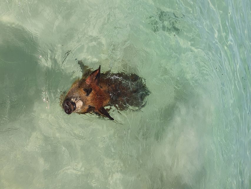 Nassau: Rose Island Swimming Pigs & Turtles Snorkeling Tour - What the crew adds to the day