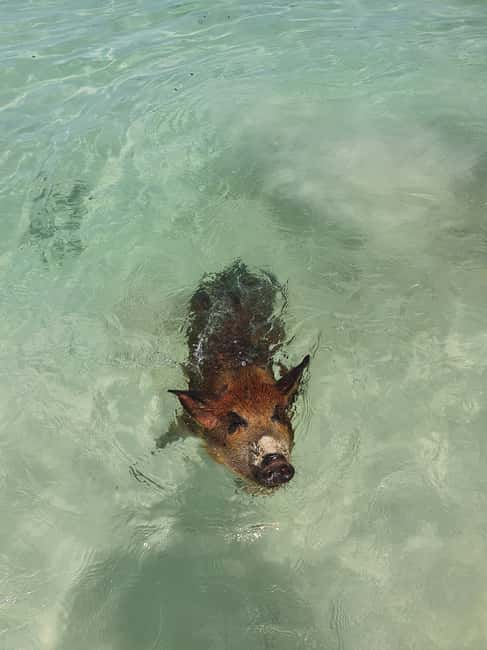 Nassau: Rose Island Swimming Pigs & Turtles Snorkeling Tour - Is the $127 price fair?