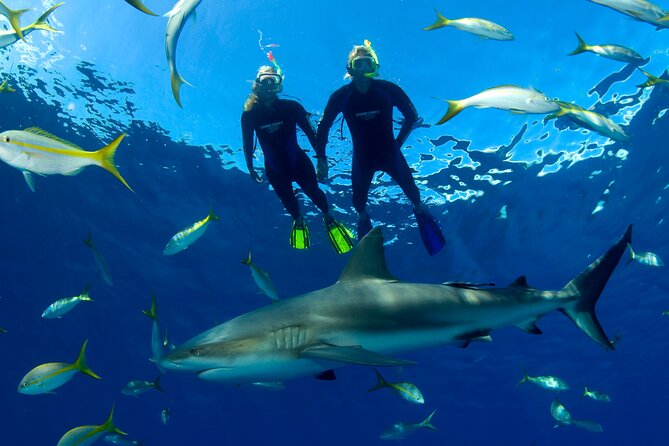 Nassau Shore Excursion: Bahamas Snorkel Adventure - The best reef stop may be the quietest part of the day