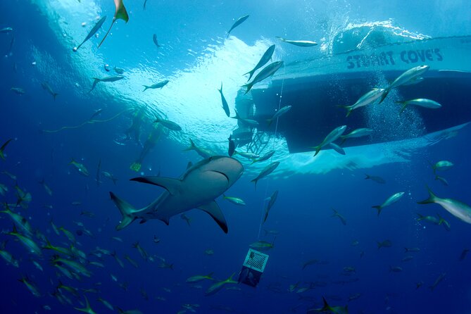 Nassau Shore Excursion: Bahamas Snorkel Adventure - The shark stop is thrilling, brief, and carefully controlled