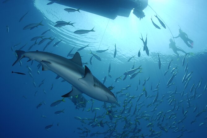 Nassau Shore Excursion: Bahamas Snorkel Adventure - Crew support makes a difference for beginners