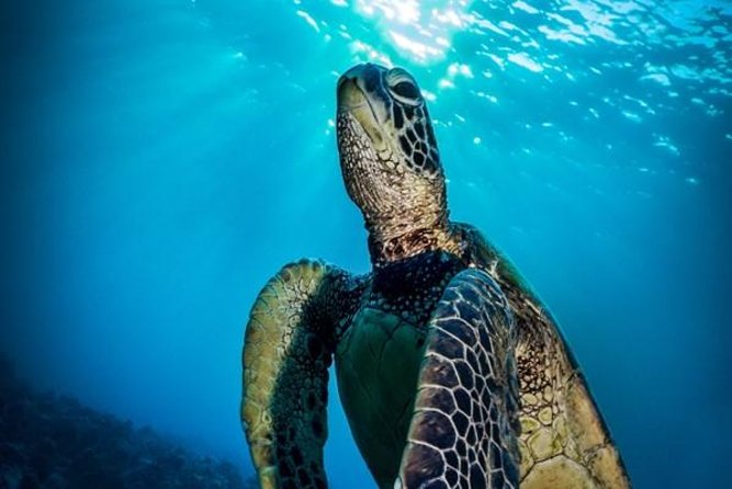A green sea turtle over a Bahamian reef