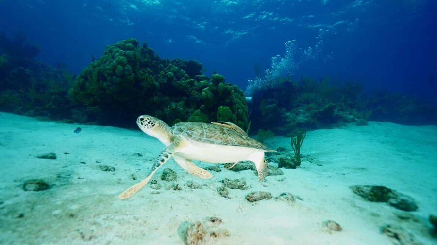 Nassau: Snorkeling, Pig Beach, Swim with Turtles, and Lunch - Lunch is a real part of the value