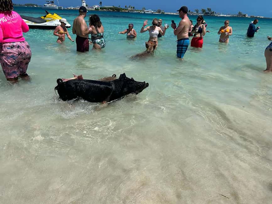 Nassau: Snorkeling, Pig Beach, Swim with Turtles, and Lunch - What $165 gets you