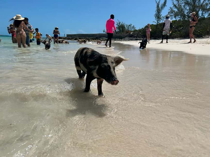 Nassau: Snorkeling, Pig Beach, Swim with Turtles, and Lunch - Montagu Beach is the real starting point