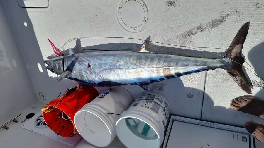 Nassau: Sport-fishing private charter . - The final call: book it for the private boat day