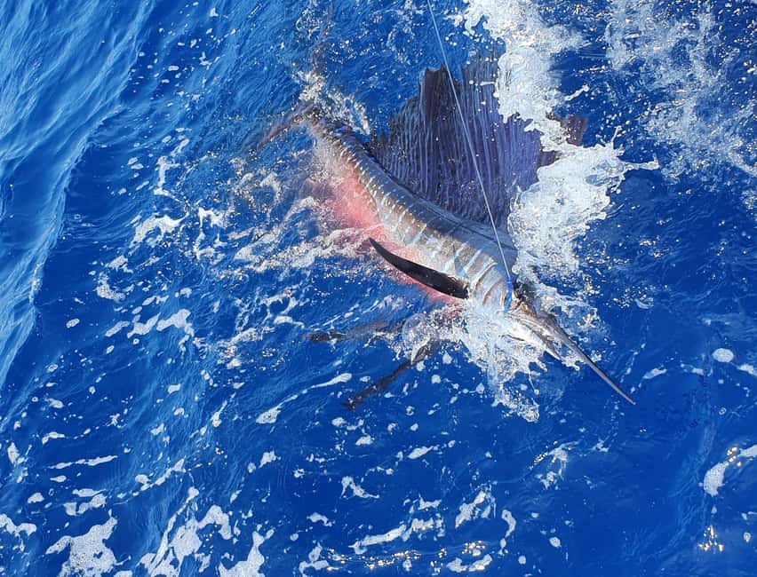 Nassau: Sport-fishing private charter . - Choosing between offshore, inshore, and bottom fishing